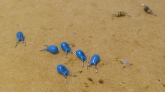 Failed dipped tantalum capacitors